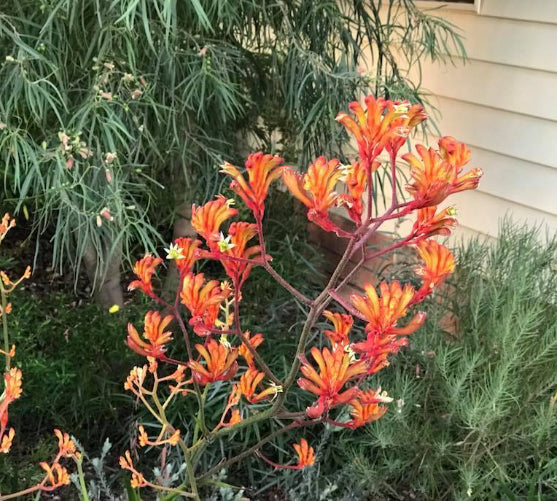 Anigozanthos Orange Cross