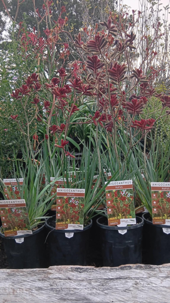 Anigozanthos Rufus