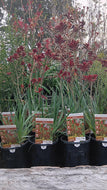 Anigozanthos Rufus