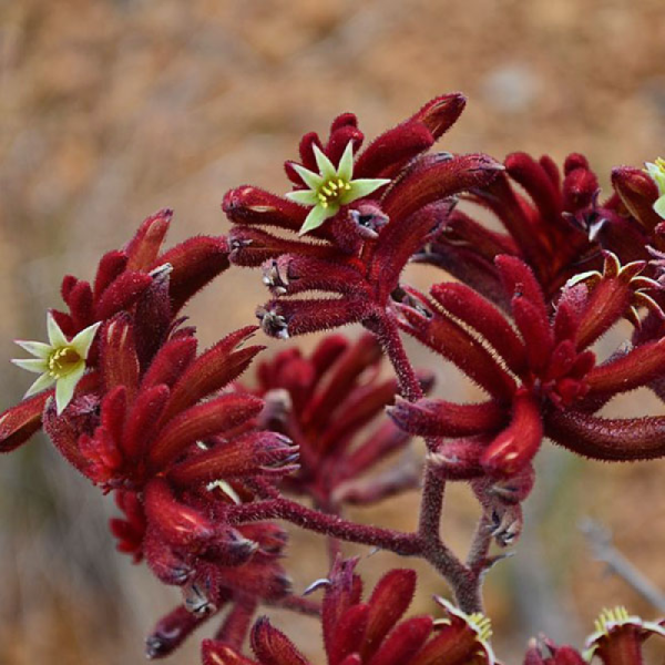 Anigozanthos Rufus