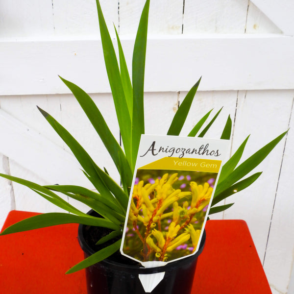 Anigozanthos Yellow Gem