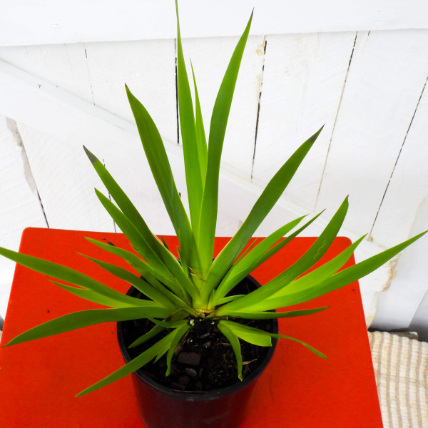 Anigozanthos Yellow Gem