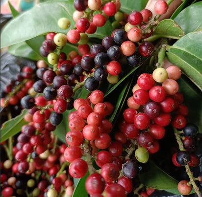 Antidesma erostre Wild Currant Tucker Bush