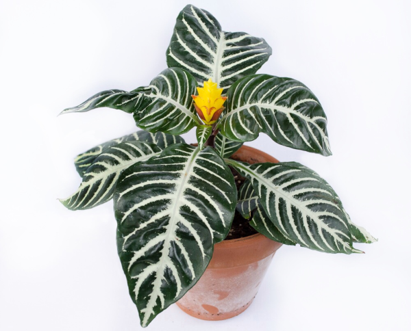 Aphelandra squarrosa Zebra Plant