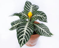 Aphelandra squarrosa Zebra Plant