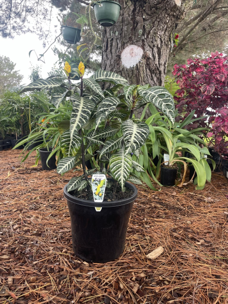 Aphelandra squarrosa Zebra Plant