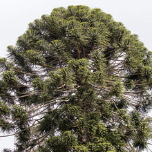 Load image into Gallery viewer, Araucaria bidwillii
