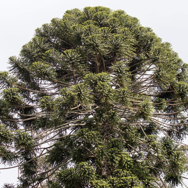 Araucaria bidwillii