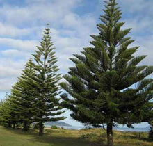 Load image into Gallery viewer, Norfolk Island Pine
