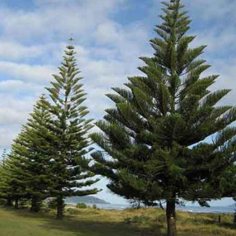 Norfolk Island Pine