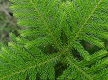 Load image into Gallery viewer, Norfolk Island Pine
