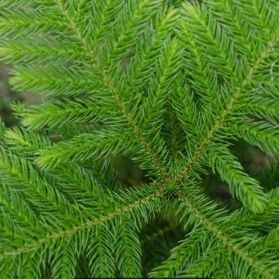 Norfolk Island Pine