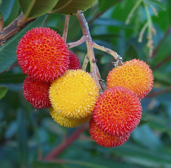 Arbutus unedo