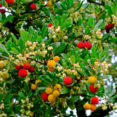 Arbutus unedo