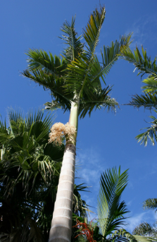 Archontophoenix alexandrae Alexandra Palm