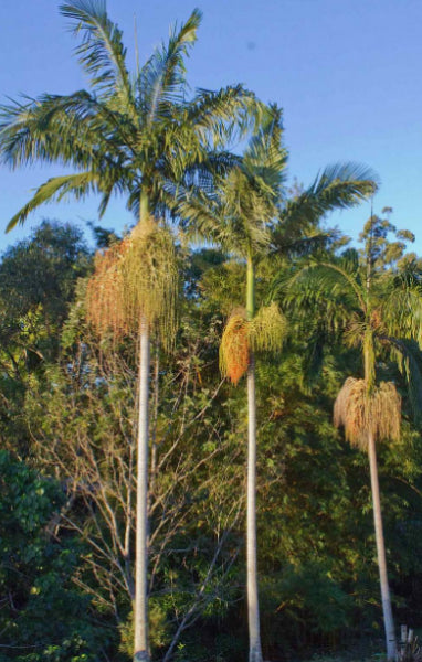 Archontophoenix cunninghamiana 'Bangalow Palm'