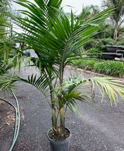 Load image into Gallery viewer, Archontophoenix cunninghamiana &#39;Bangalow Palm&#39;
