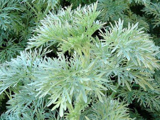 Artemisia arborescens