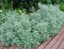 Load image into Gallery viewer, Artemisia arborescens
