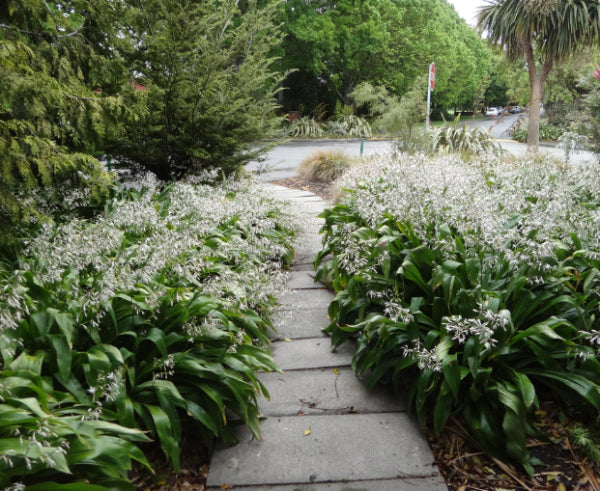 Arthropodium cirratum