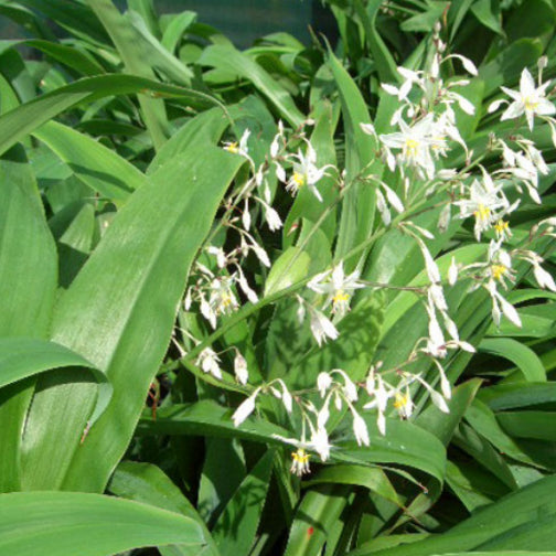 Arthropodium cirratum Matapouri Bay