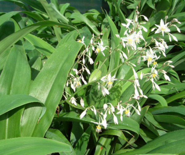 Arthropodium cirratum Matapouri Bay