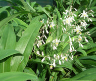 Arthropodium cirratum Matapouri Bay