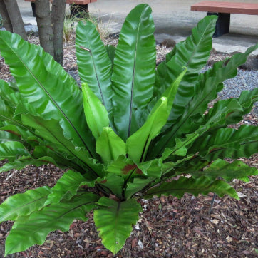 Asplenium nidus Birds Nest Fern