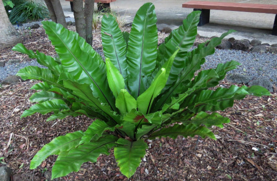 Asplenium nidus Birds Nest Fern