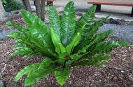 Asplenium nidus Birds Nest Fern