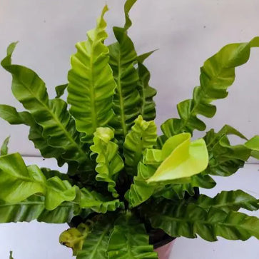 Asplenium nidus Crispy Wave