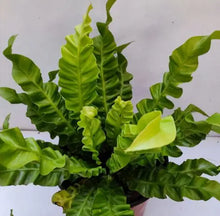 Load image into Gallery viewer, Asplenium nidus Crispy Wave
