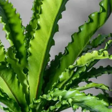 Asplenium nidus Crispy Wave