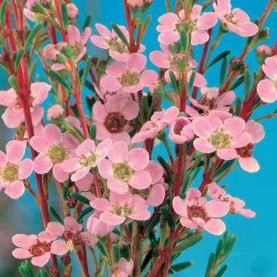 Astartea Winter Pink