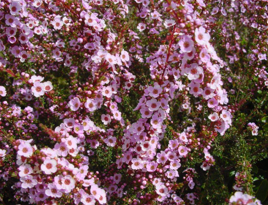 Astartea Winter Pink