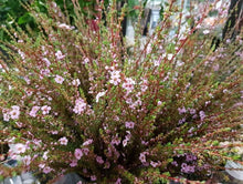 Load image into Gallery viewer, Astartea Winter Pink
