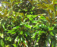 Athertonia diversifolia