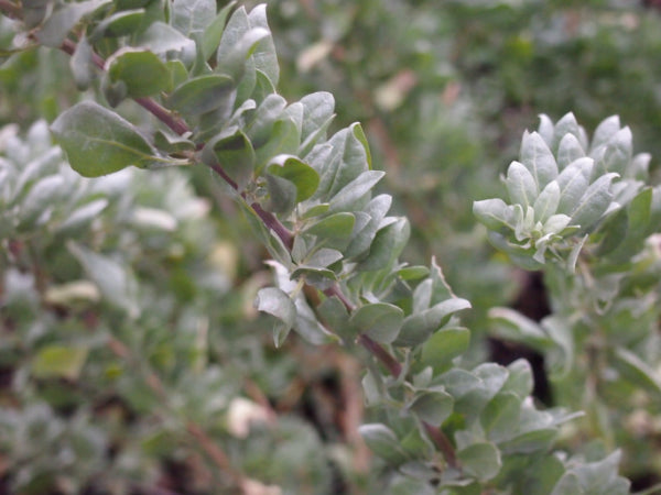 Atriplex nummularia  {Tucker Bush - Old Man Saltbush}