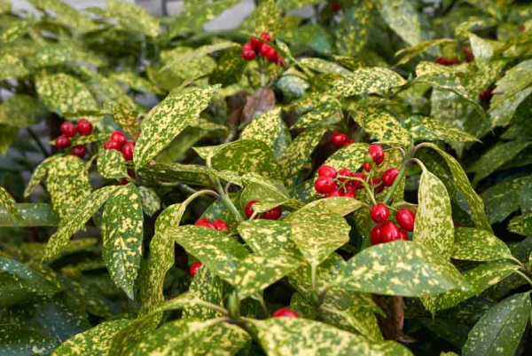 Aucuba japonica variegata