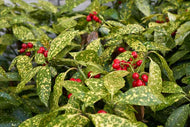 Aucuba japonica variegata