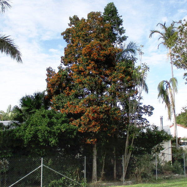 Auranticarpa rhomibifolia 'Queensland Pittosporum'