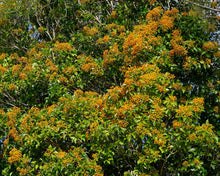 Load image into Gallery viewer, Auranticarpa rhomibifolia &#39;Queensland Pittosporum&#39;

