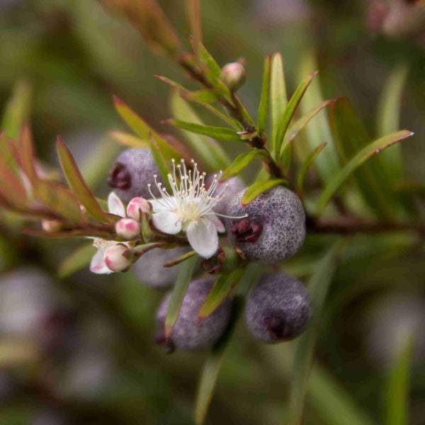 Austromyrtus dulcis