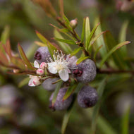 Austromyrtus dulcis