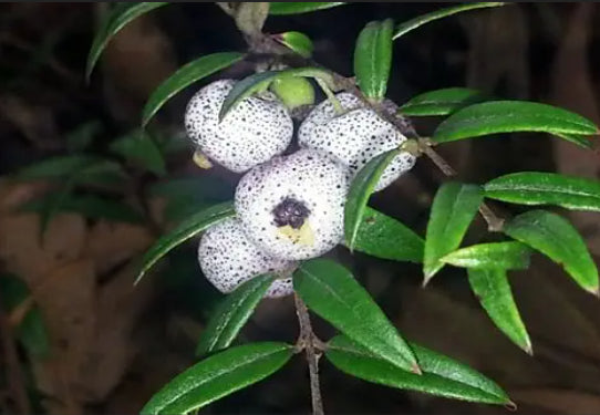 Austromyrtus dulcis Midyim Berries Bush Tucker