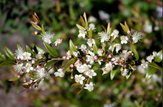 Austromyrtus dulcis Midyim Berries Bush Tucker