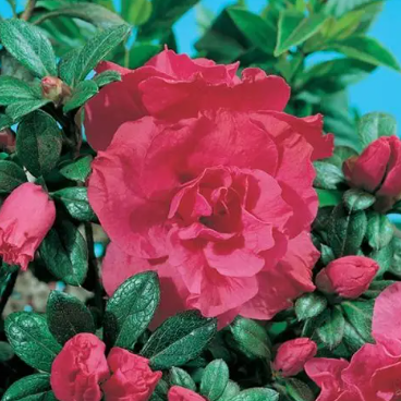 Azalea hybrida Ambrosius