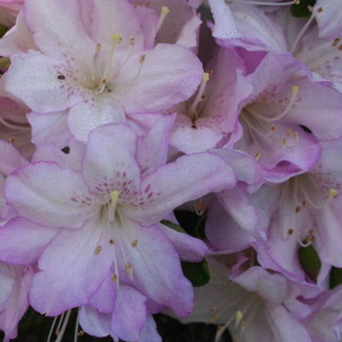 Azalea hybrida Asawa