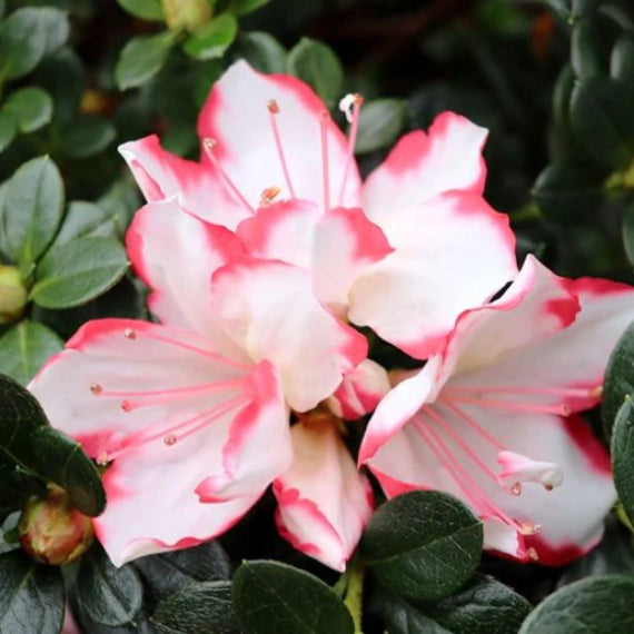 Azalea hybrida Candy Stripe