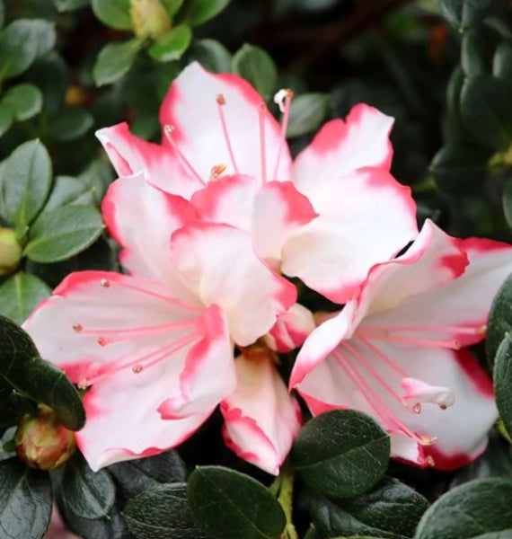 Azalea Candy Stripe